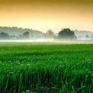 Nature Product Photography: Meadow During Foggy Morning With Large, Lush
