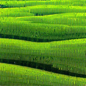 Agricultural Technology In Manufacturing Facility With Lush Green