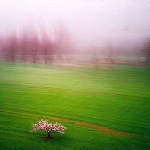 Nature Aerial Photography: Cherry Blossoms In Misty Environment With Small Tree