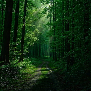 Nature Graphic Design: Path Through Dense Forest With Image, There