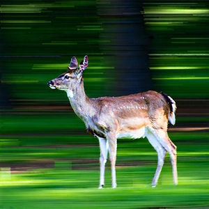 Nature Long Exposure Photography: Deer In Forest Environment With Deer Walking