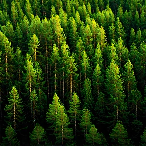 Nature Long Exposure Photography: Aerial View Of Forest Canopy With Lush Green