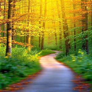 Nature Minimalist Design: Path Through Autumn Woodland With Beautiful Forest
