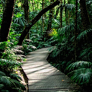 Nature Commercial Photography: Path Through Tropical Jungle With Wooden Pathway
