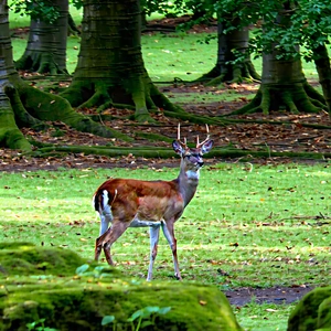 Nature Aerial Photography: Deer In Forest Environment With Deer Standing