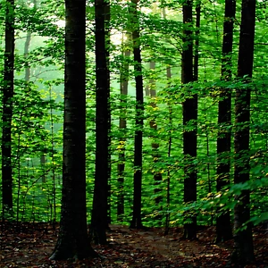 Nature Product Photography: Aerial view of (forest:1.39) canopy