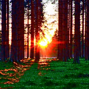 Nature Commercial Photography: Forest Scene During Golden Hour With Beautiful Sunset