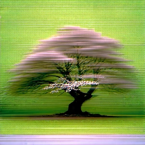 Nature Long Exposure Photography: Ancient (tree:1.44) In Spring Bloom With Tree White
