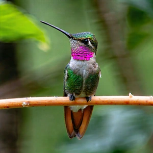 Nature Commercial Photography: Hummingbird In Natural Habitat With Hummingbird Perched