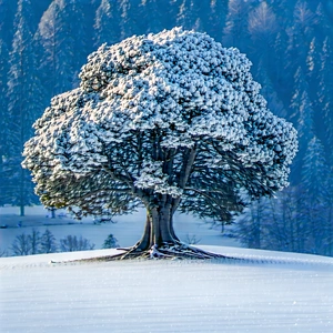 Nature Aerial Photography: Ancient Tree In Winter Snow With Snow-covered Tree