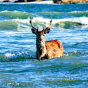 Nature Landscape Photography: Deer In (ocean:1.13) Waters With Deer Standing