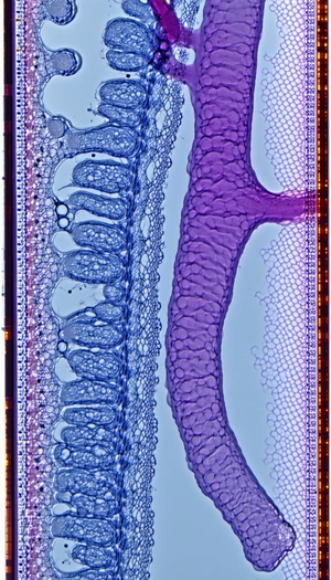 A Close-up View Of A Plant's Stem, Showcasing Its Intricate Structure