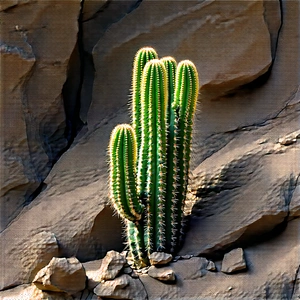 Nature Aerial Photography: Cactus In Rocky Terrain With Cactus Growing