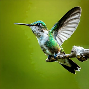 Nature Concept Art: Hummingbird In Natural Habitat With Colorful Hummingbird