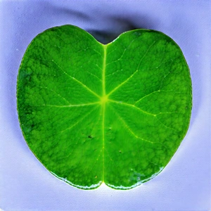 Lifestyle Drone Photography: Wellness Scene With Healthy Food With Green Leaf,