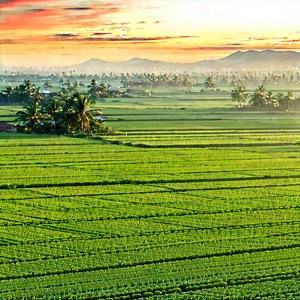 Agricultural Technology In Design Studio With Lush Green