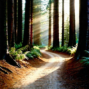 Nature Aerial Photography: Path Through Redwood Forest With Sunny Forest,