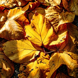 Nature Aerial Photography: Autumn leaves in sunlit clearing