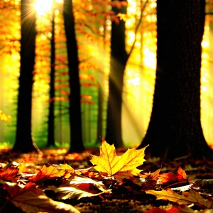 Nature Long Exposure Photography: Autumn Leaves In Sunlit Clearing With Beautiful Forest