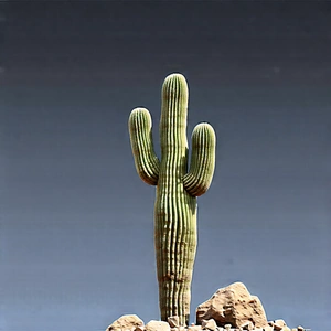 Nature Octane Render: Cactus In Rocky Terrain With Cactus Plant