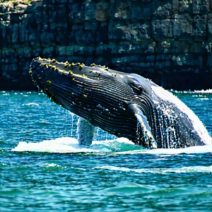 Nature Octane Render: Whale In Natural Habitat With Large Whale