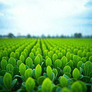 Tech Product Photography: Agricultural Technology In Modern Laboratory With Large, Lush