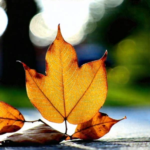 Nature Macro Photography: Autumn Leaves In Natural Setting With Leaf That