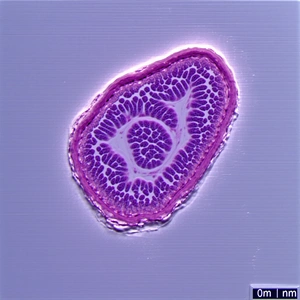 A Close-up Of A Purple Tissue, Possibly A Piece Of A Lung Or A Blood Vessel