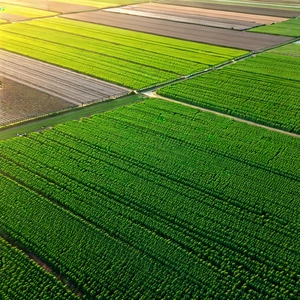 Nature Minimalist Design: Aerial View Of Agricultural Fields With Large, Lush