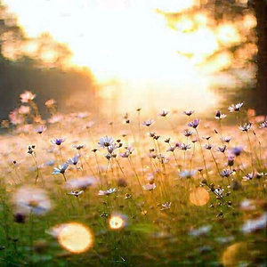 Nature Product Photography: Meadow During Sunrise With Beautiful Field