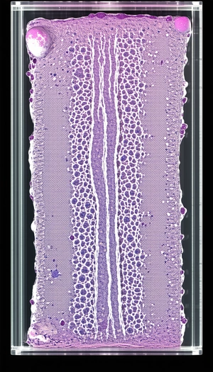 A Purple And White Striped Object Is Displayed In A Glass Case