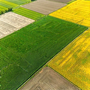 Nature Geometric Design: Aerial View Of Agricultural Fields With Large, Lush