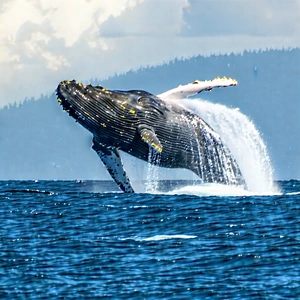 Nature Commercial Photography: Whale In Natural Habitat With Large Whale