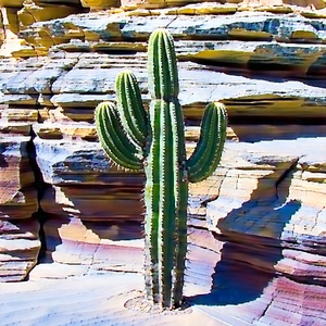 Nature Geometric Design: Cactus in rocky terrain