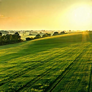 Nature Aerial Photography: Meadow during golden hour