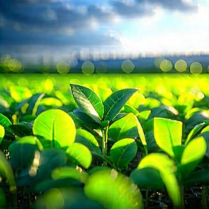 Agricultural Technology In Research Center With Lush Green
