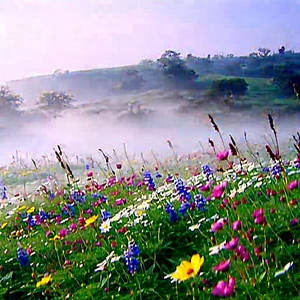 Nature Octane Render: Wildflowers In Misty Environment With Beautiful Field