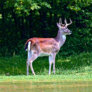 Nature Octane Render: Deer In Natural Habitat With Deer Standing