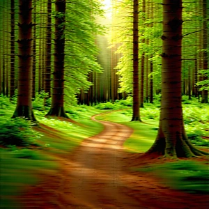 Nature Landscape Photography: Path through dense forest