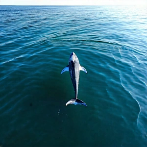 Nature Drone Photography: Whale In (ocean:1.44) Waters With Large Gray