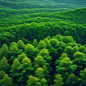 Nature Blueprint Style: Aerial view of forest canopy