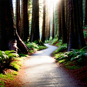 Nature Commercial Photography: Path through redwood (forest:1.49)