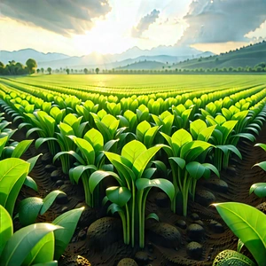 Agricultural Technology In Field Deployment With Large Field