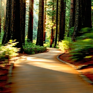 Nature Commercial Photography: Path through redwood forest