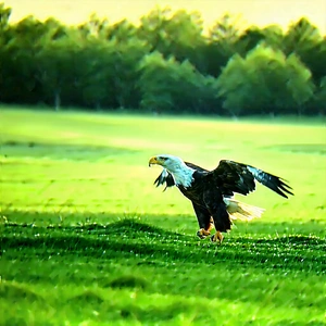 Nature Professional Photography: Eagle In Prairie Grassland With Bald Eagle