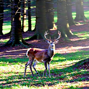 Nature 3d Render: Deer In Forest Environment With Deer Standing