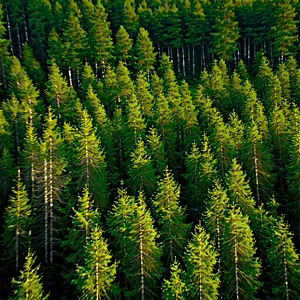 Nature Advertising Photography: Aerial view of forest canopy