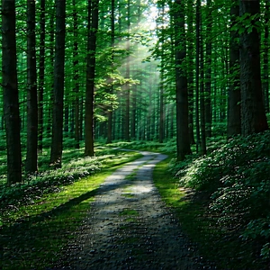 Nature Architectural Photography: Path Through Dense (forest:1.31) With Image, There