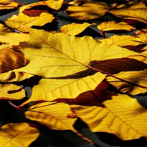 Nature Drone Photography: Autumn leaves in sunlit clearing