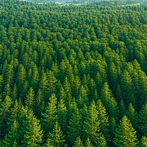 Nature Aerial Photography: (forest:1.3) scene during midday